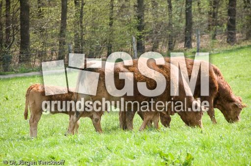 Hausrind (66 von 174).jpg